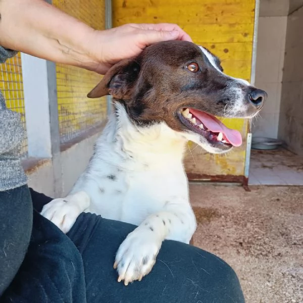 NINO simpatico e dinamico cerca adozione  jack russell 3 anni e mezzo | Foto 3