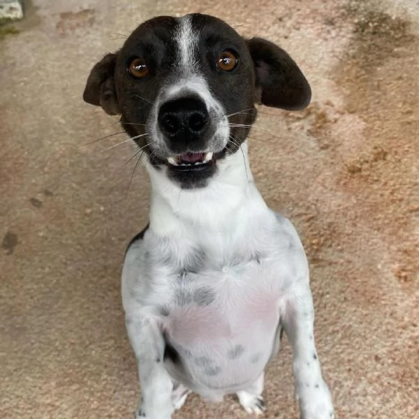 NINO simpatico e dinamico cerca adozione  jack russell 3 anni e mezzo | Foto 2