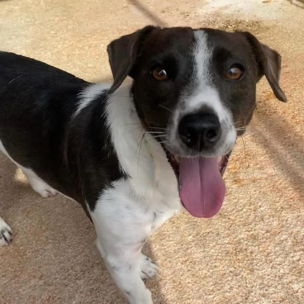 NINO simpatico e dinamico cerca adozione  jack russell 3 anni e mezzo