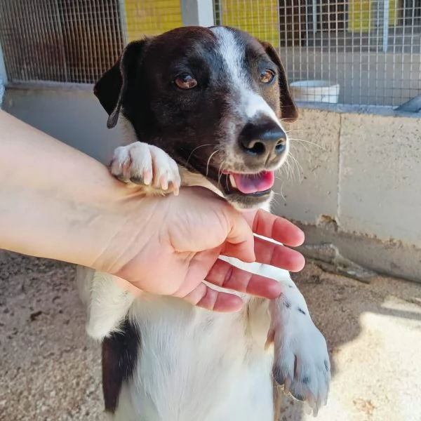 NINO simpatico e dinamico cerca adozione  jack russell 3 anni e mezzo | Foto 1
