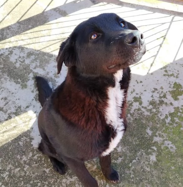 ARES cucciolone 10 mesi cerca casa  rinuncia di propriet | Foto 1