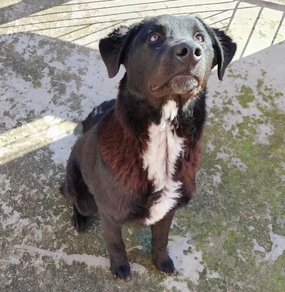 ARES cucciolone 10 mesi cerca casa  rinuncia di propriet | Foto 0