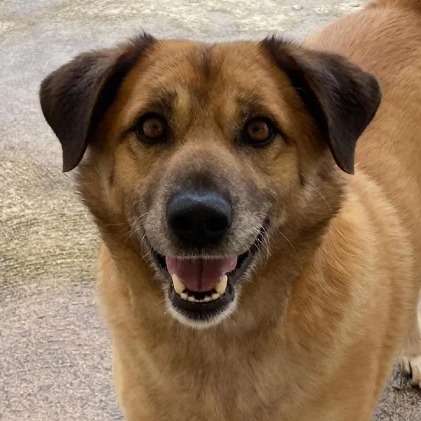 EZIO il gentleman del canile cerca adozione  4 anni e mezzo taglia media