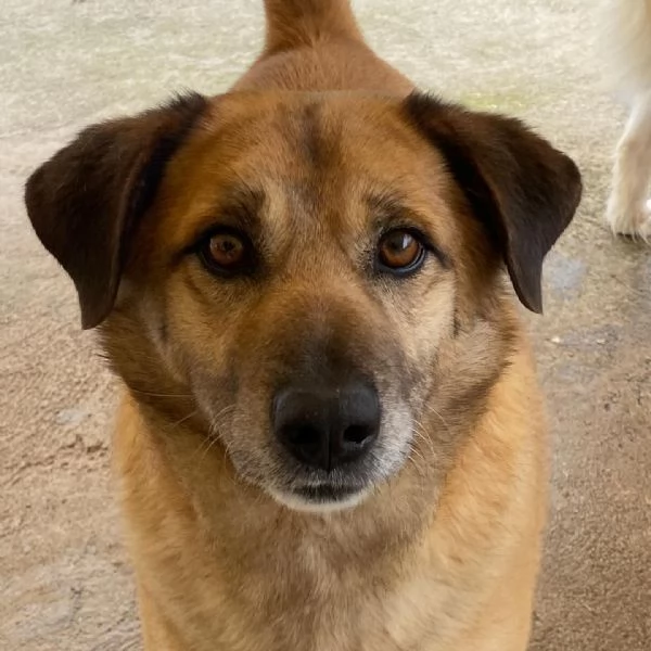 EZIO il gentleman del canile cerca adozione  4 anni e mezzo taglia media | Foto 4
