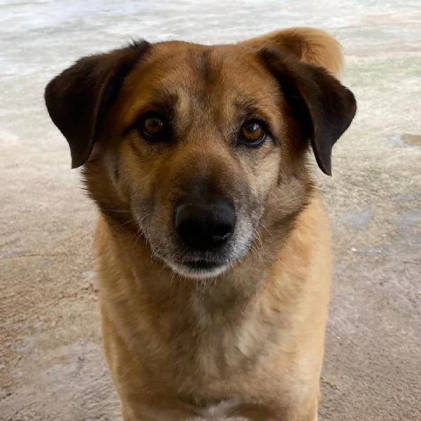 EZIO il gentleman del canile cerca adozione  4 anni e mezzo taglia media | Foto 3