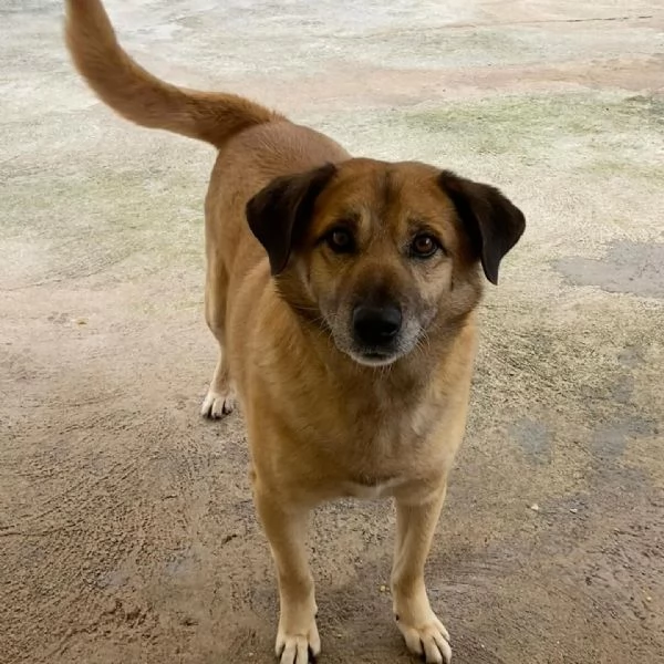 EZIO il gentleman del canile cerca adozione  4 anni e mezzo taglia media | Foto 2