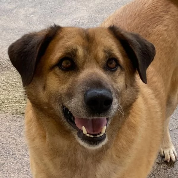 EZIO il gentleman del canile cerca adozione  4 anni e mezzo taglia media | Foto 0