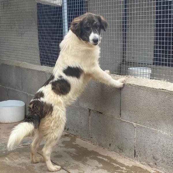 COSTANZA cucciolona XL cerca adozione  trovata abbandonata legata ad un palo | Foto 5