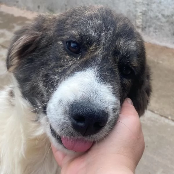 COSTANZA cucciolona XL cerca adozione  trovata abbandonata legata ad un palo | Foto 4