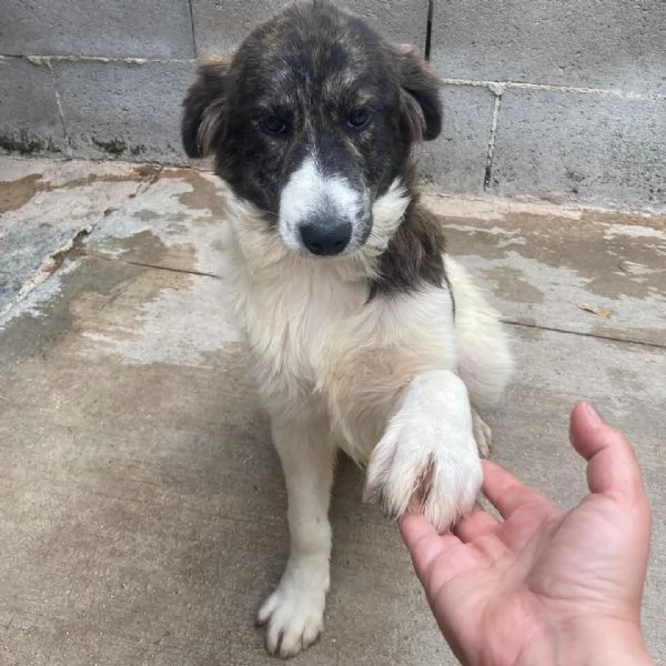 COSTANZA cucciolona XL cerca adozione  trovata abbandonata legata ad un palo