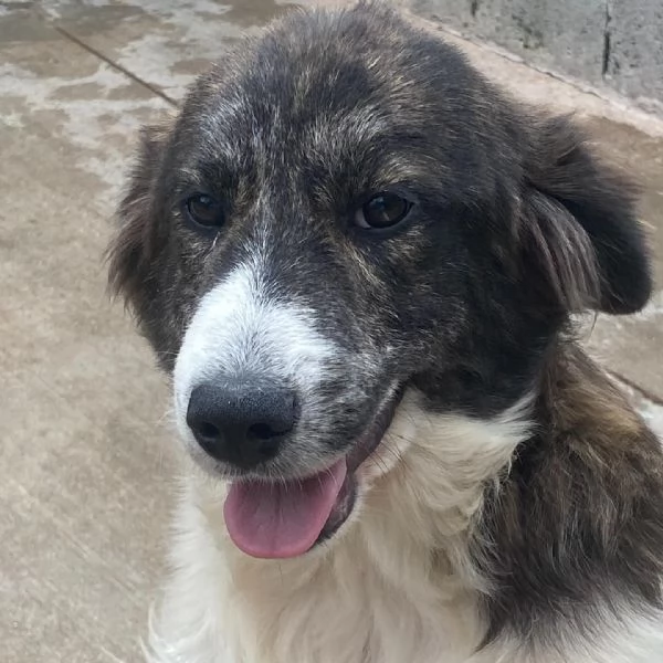 COSTANZA cucciolona XL cerca adozione  trovata abbandonata legata ad un palo | Foto 2