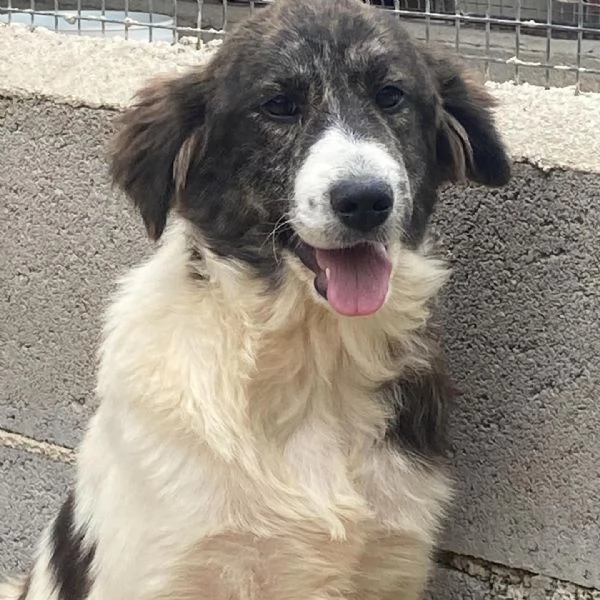 COSTANZA cucciolona XL cerca adozione  trovata abbandonata legata ad un palo | Foto 1