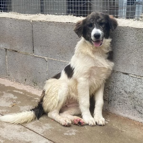 COSTANZA cucciolona XL cerca adozione  trovata abbandonata legata ad un palo | Foto 0