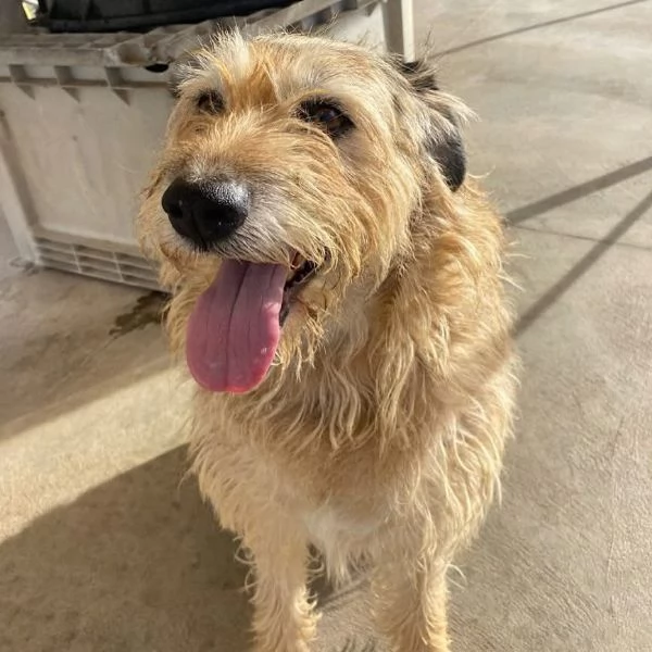 REX spinone 7 anni cerca adozione  dolce delicato e coccolone | Foto 4