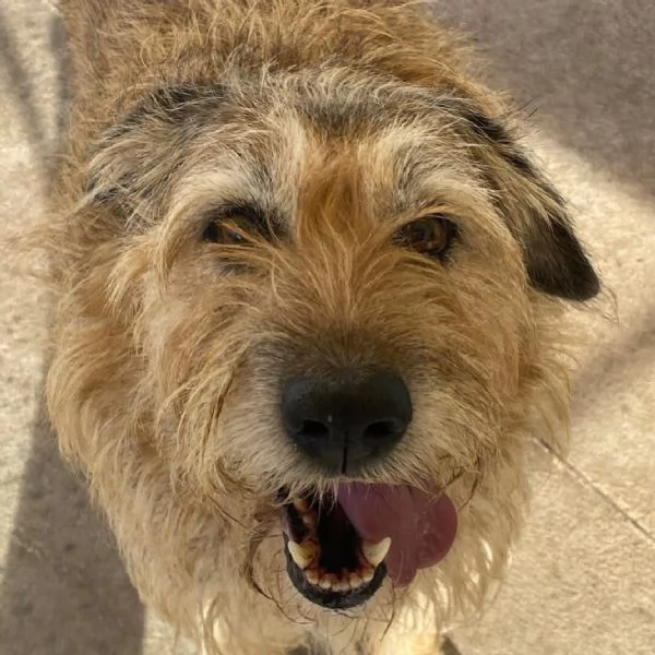 REX spinone 7 anni cerca adozione  dolce delicato e coccolone | Foto 3