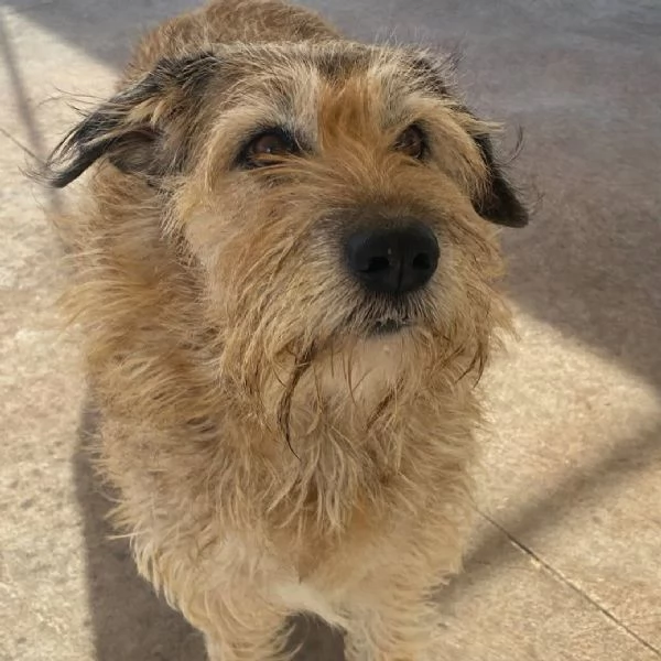 REX spinone 7 anni cerca adozione  dolce delicato e coccolone | Foto 2