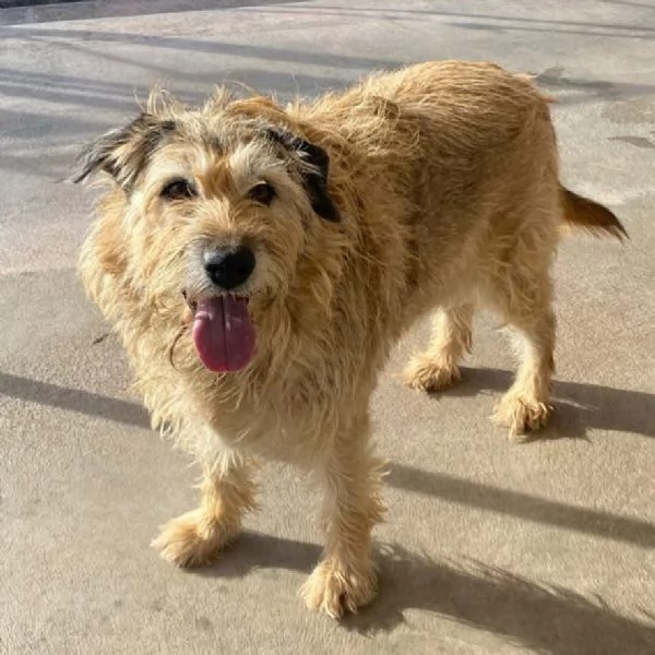 REX spinone 7 anni cerca adozione  dolce delicato e coccolone | Foto 1
