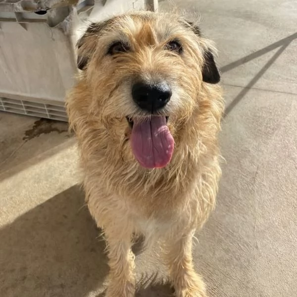 REX spinone 7 anni cerca adozione  dolce delicato e coccolone