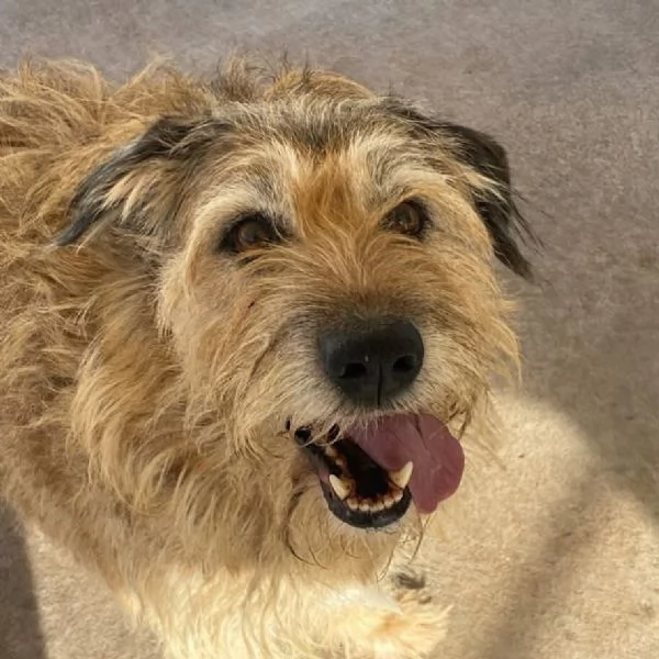 REX spinone 7 anni cerca adozione  dolce delicato e coccolone | Foto 0
