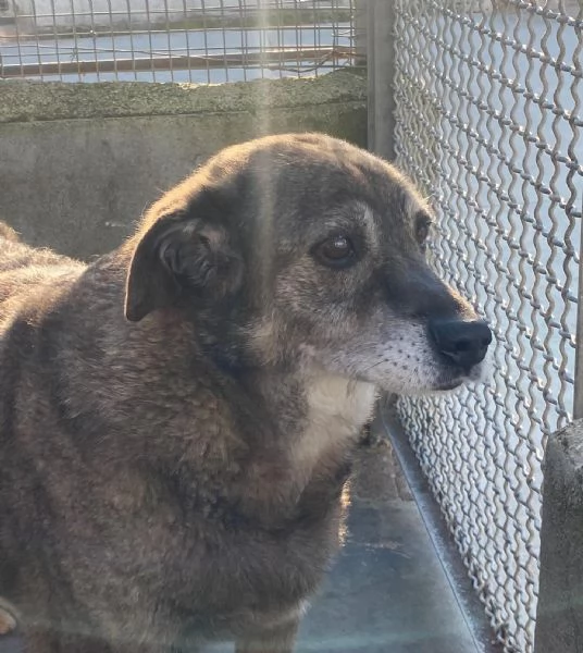 TIMON dolce cagnolino 9 anni cerca adozione in canile  rinuncia propriet | Foto 3