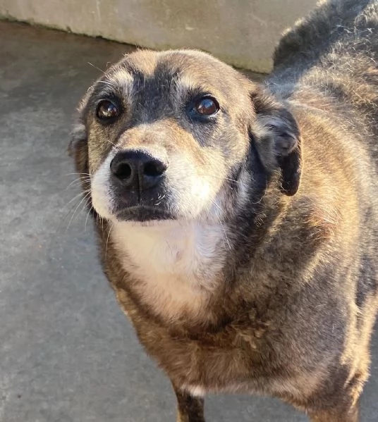 TIMON dolce cagnolino 9 anni cerca adozione in canile  rinuncia propriet | Foto 2