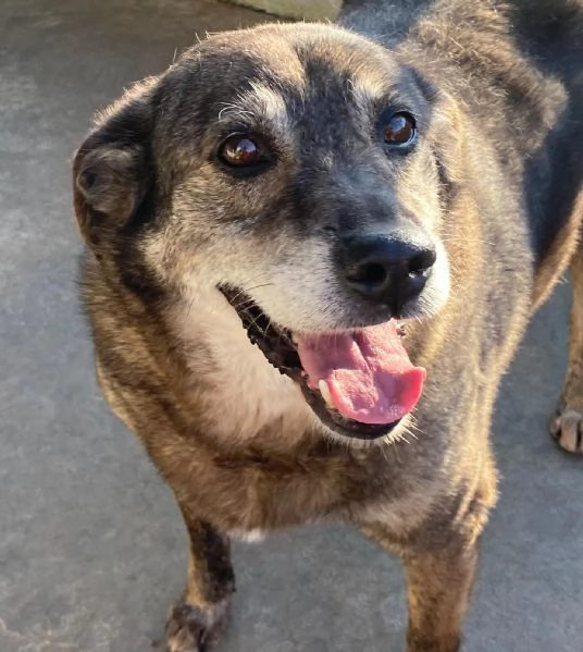 TIMON dolce cagnolino 9 anni cerca adozione in canile  rinuncia propriet | Foto 1