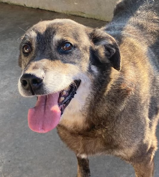 TIMON dolce cagnolino 9 anni cerca adozione in canile  rinuncia propriet | Foto 0
