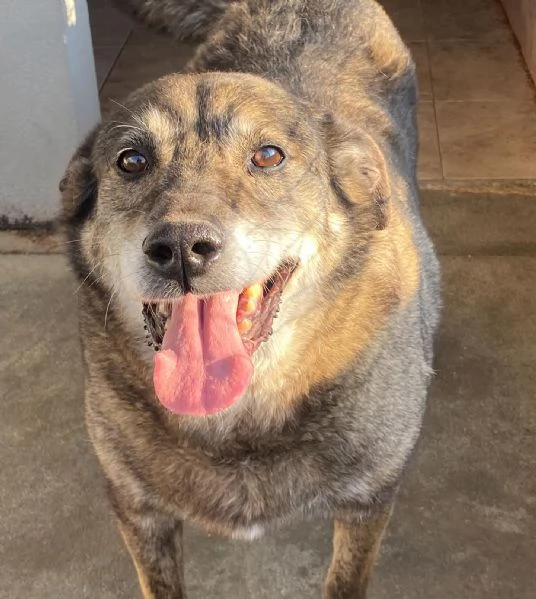 TIMON dolce cagnolino 9 anni cerca adozione in canile  rinuncia propriet