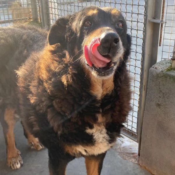 ISOTTA 12 anni cerca casa  dolce buona ed affettuosa | Foto 5