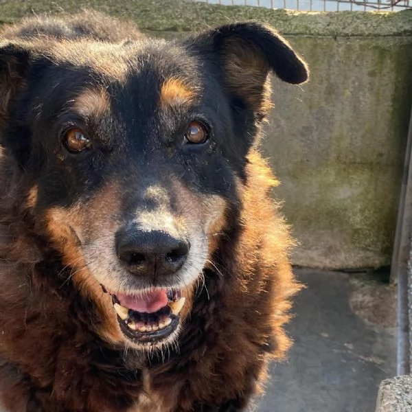 ISOTTA 12 anni cerca casa  dolce buona ed affettuosa | Foto 4
