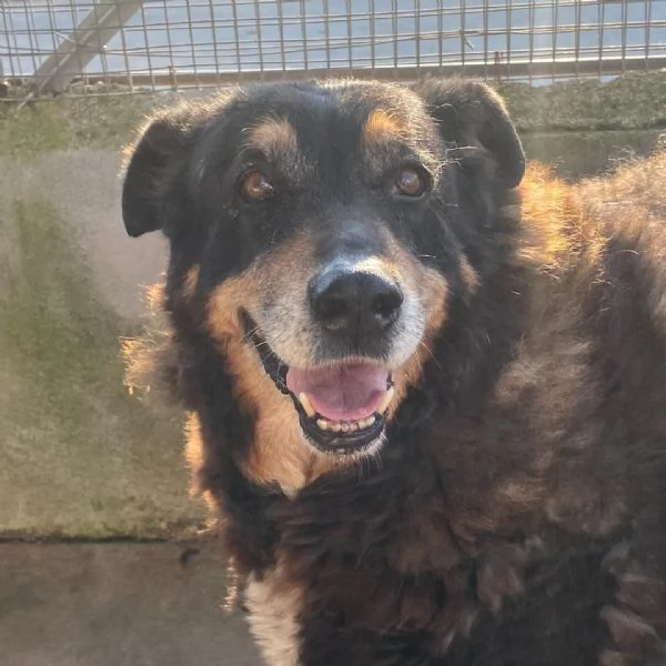 ISOTTA 12 anni cerca casa  dolce buona ed affettuosa | Foto 3