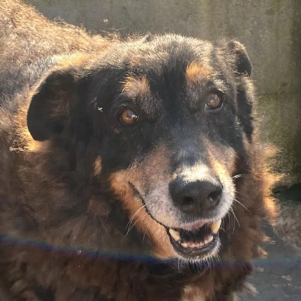 ISOTTA 12 anni cerca casa  dolce buona ed affettuosa | Foto 2