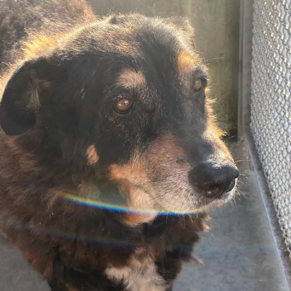 ISOTTA 12 anni cerca casa  dolce buona ed affettuosa | Foto 1