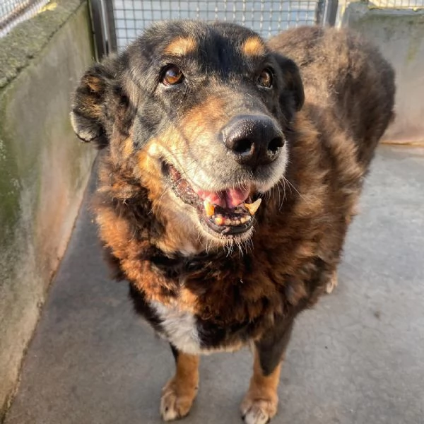 ISOTTA 12 anni cerca casa  dolce buona ed affettuosa
