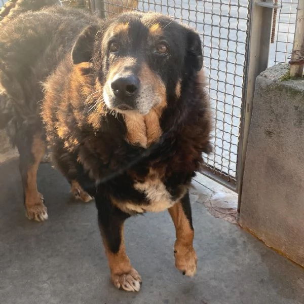 ISOTTA 12 anni cerca casa  dolce buona ed affettuosa | Foto 0