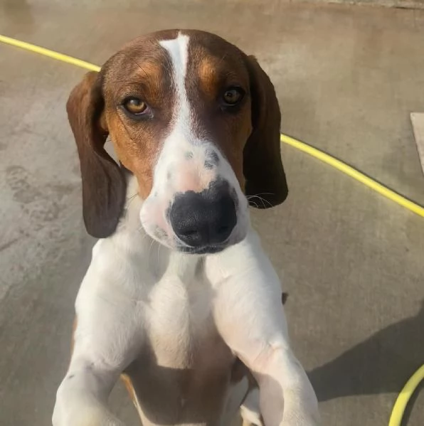 KAOS cucciolone 1 anno cerca casa  allegro giocherellone e dinamico
