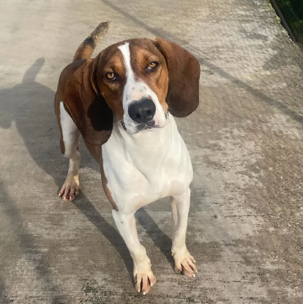 KAOS cucciolone 1 anno cerca casa  allegro giocherellone e dinamico | Foto 4