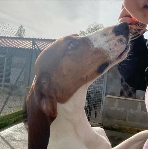 KAOS cucciolone 1 anno cerca casa  allegro giocherellone e dinamico | Foto 3