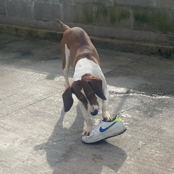 KAOS cucciolone 1 anno cerca casa  allegro giocherellone e dinamico | Foto 2