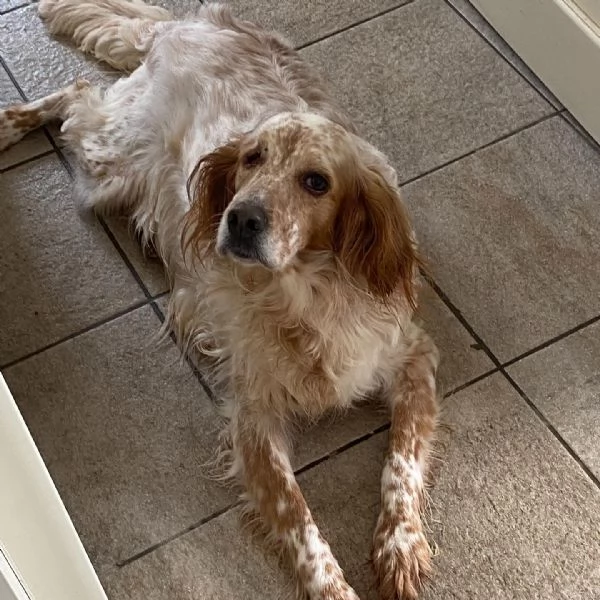 PRINCIPESSA dolcissima SETTER cerca casa | Foto 4