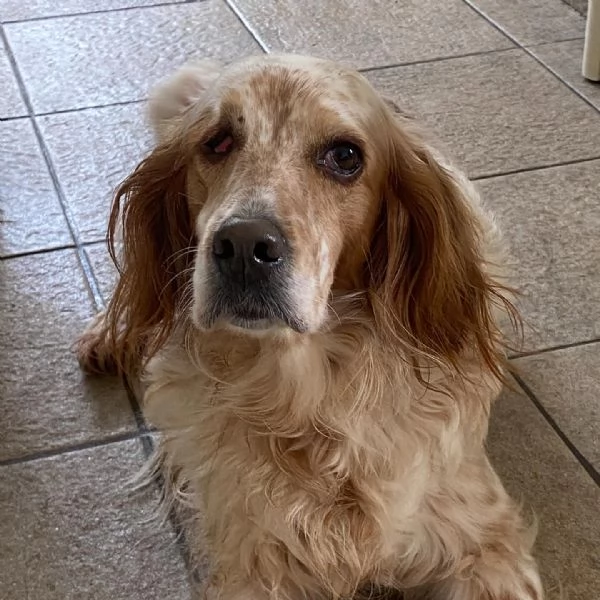 PRINCIPESSA dolcissima SETTER cerca casa | Foto 2