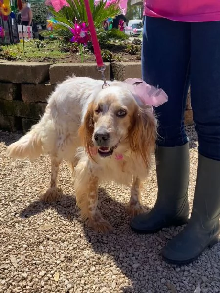 PRINCIPESSA dolcissima SETTER cerca casa