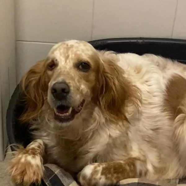 PRINCIPESSA dolcissima SETTER cerca casa | Foto 1