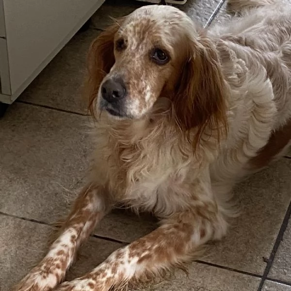 PRINCIPESSA dolcissima SETTER cerca casa | Foto 0