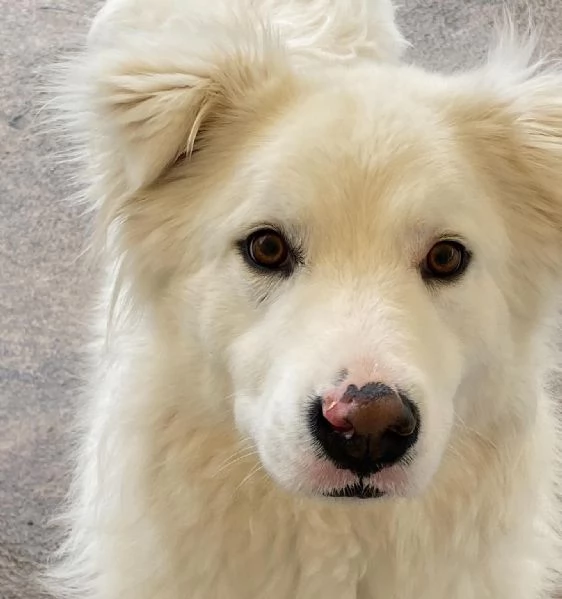 NEVE meravigliosa cagnolina 3 anni cerca adozione  canile Latina | Foto 4