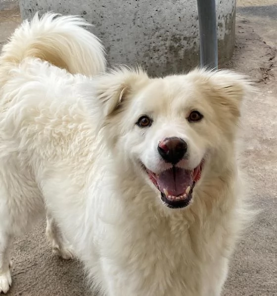 NEVE meravigliosa cagnolina 3 anni cerca adozione  canile Latina | Foto 2