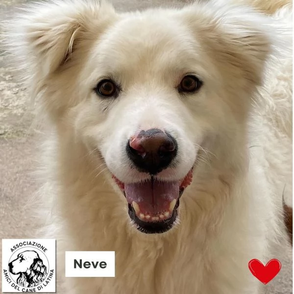 NEVE meravigliosa cagnolina 3 anni cerca adozione  canile Latina