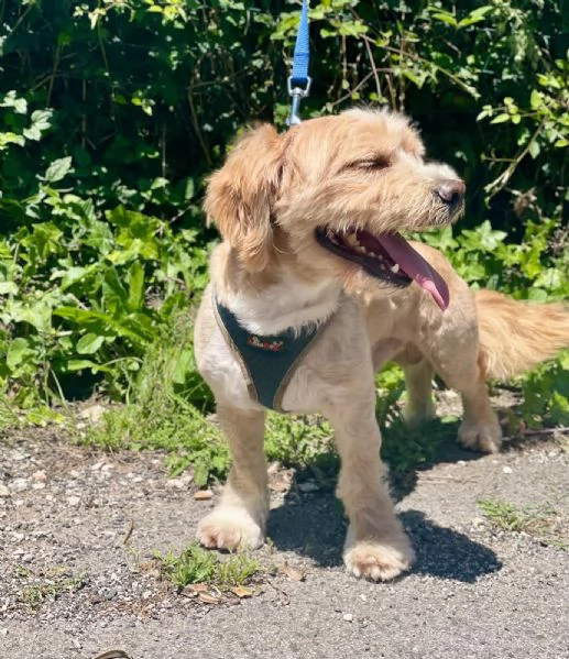 PUFFY dolce cagnolino 1 anno e mezzo cerca adozione  | Foto 6