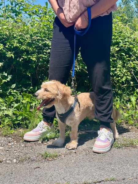 PUFFY dolce cagnolino 1 anno e mezzo cerca adozione  | Foto 4