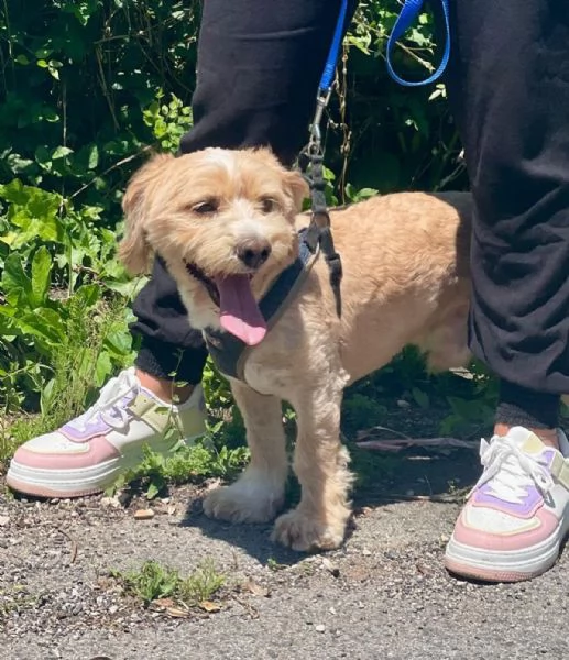 PUFFY dolce cagnolino 1 anno e mezzo cerca adozione  | Foto 3